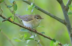 Willow Warbler